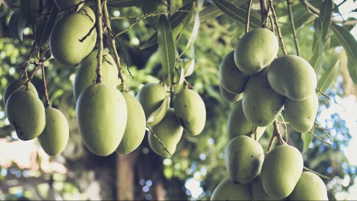 लू-लपट के दौरान आम किसानों के लिए CISH की गाइडलाइन.