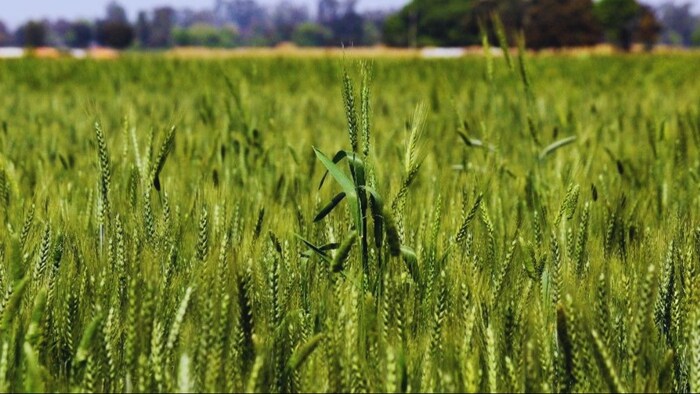 गेहूं उत्पादन में यूपी है सबसे आगे