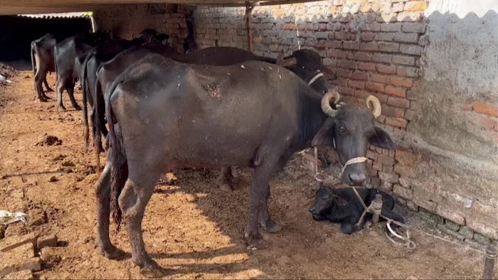 तेलंगाना में डेयरी किसानों का विरोध प्रदर्शन (सांकेतिक तस्वीर)