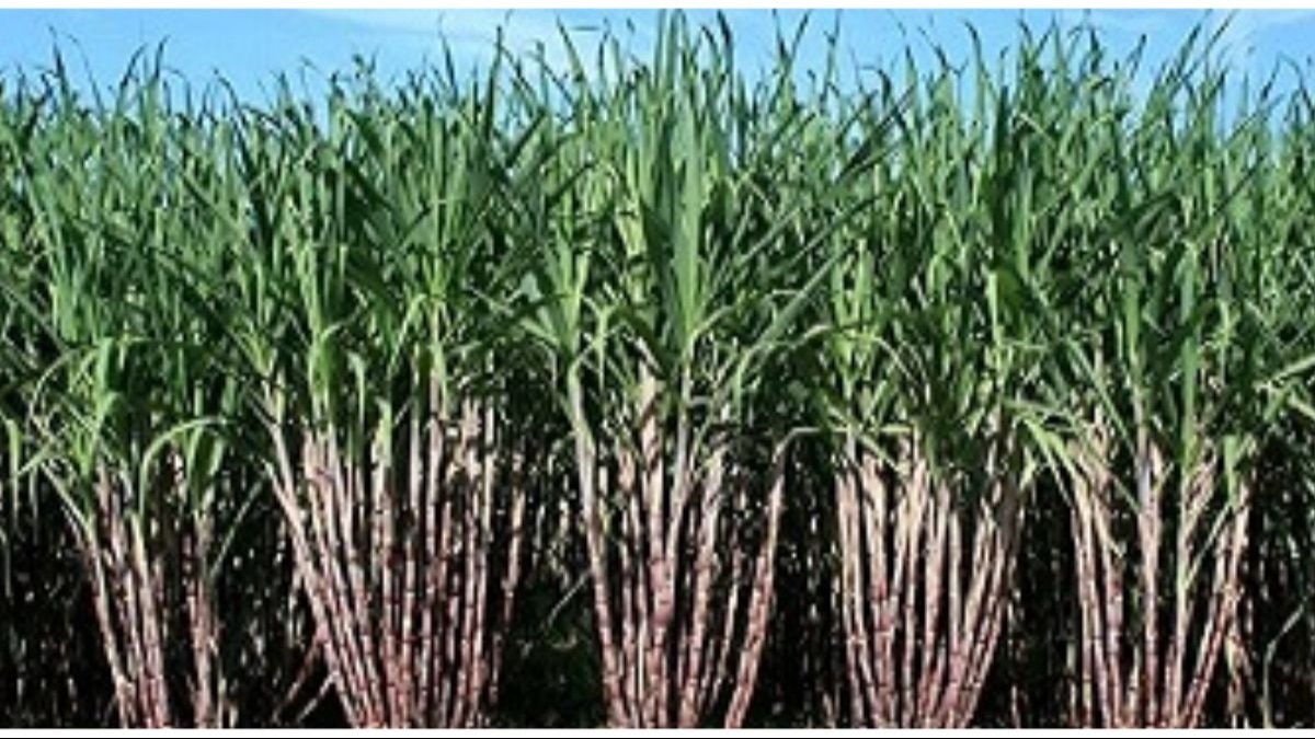Sugarcane Insects: गन्ने के किसान इन हानिकारक कीटों से बचें, नहीं तो होगा भारी नुकसान! 