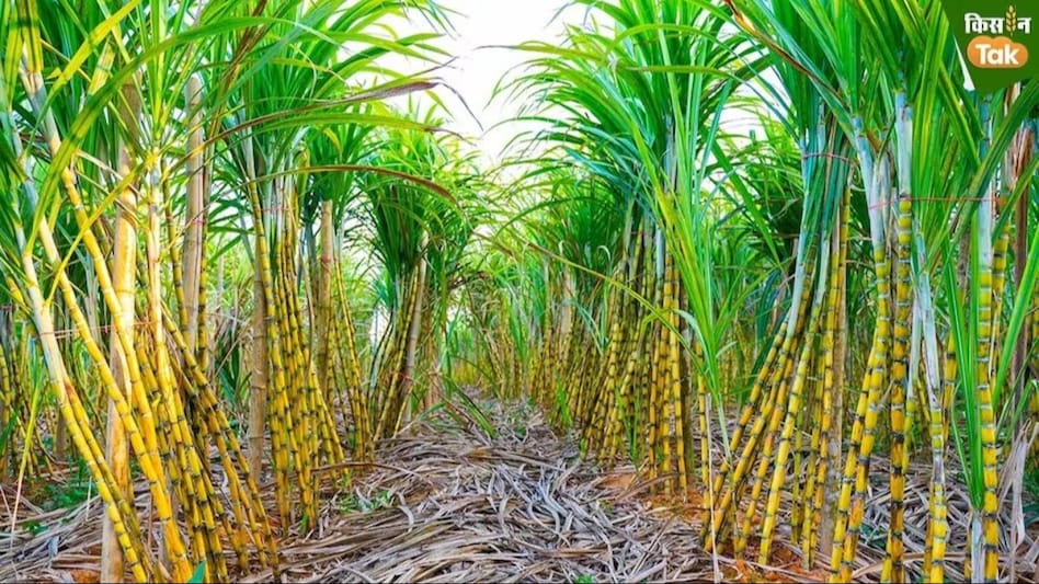 Sugarcane variety: गन्ने की मशहूर वैरायटी 0238 का विकल्प हुआ तैयार, नई प्रजाति 16202 को लेकर किसानों में बढ़ा क्रेज Sugarcane variety: गन्ने की मशहूर वैरायटी 0238 का विकल्प हुआ तैयार, नई प्रजाति 16202 को लेकर किसानों में बढ़ा क्रेज