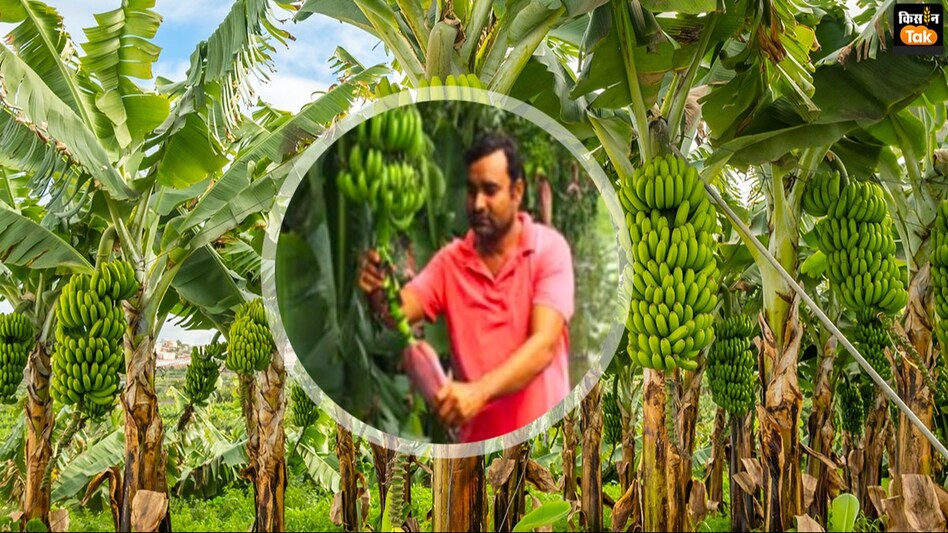 Success story: लंदन में बड़े पैकेज को छोड़ गांव में शुरू की ऐसी खेती, सालाना 50 लाख तक की होने लगी कमाई Success story: लंदन में बड़े पैकेज को छोड़ गांव में शुरू की ऐसी खेती, सालाना 50 लाख तक की होने लगी कमाई