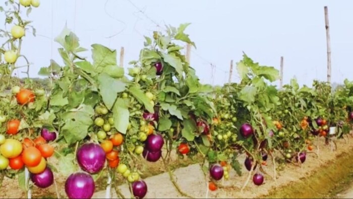 एक ही पेड़ पर बैंगन और टमाटर