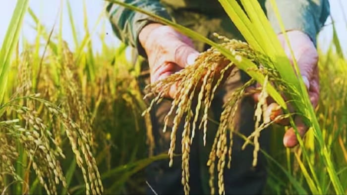 नई किस्म की धान को रोपने की बजाय सीधे बीज को बोया जा सकता है.