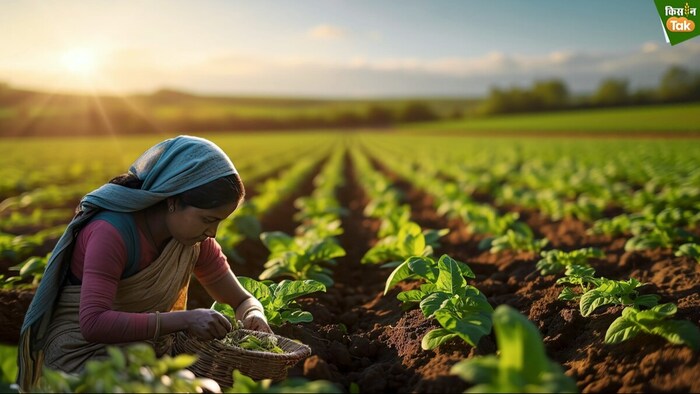 बागवानी फसलों का बढ़ा उत्पादन (सांकेतिक तस्वीर)