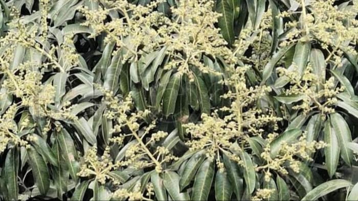 आम के मंजर को झड़ने से बचाने का तरीका