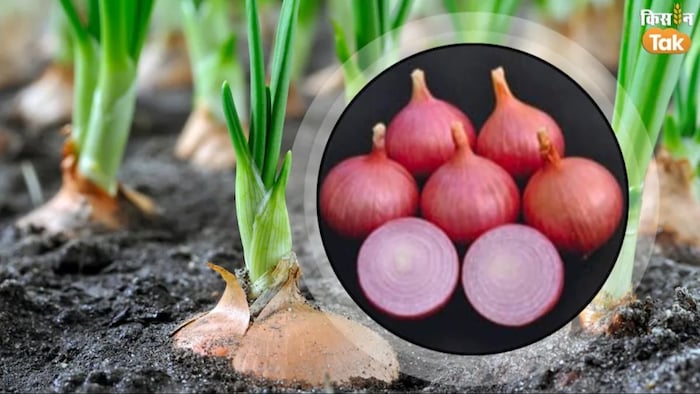 प्याज़ की प्रमुख किस्में