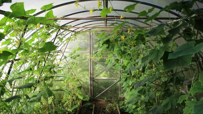 पॉलीहाउस दरअसल ग्रीनहाउस खेती पर ही आधारित है