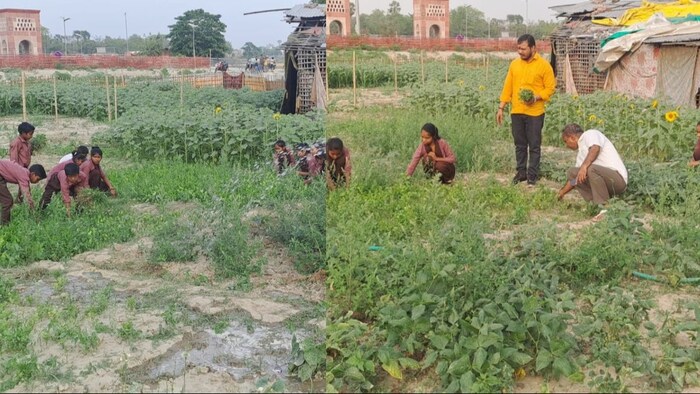 अभी खेत में 17 तरह की फसलें उगी हुई हैं