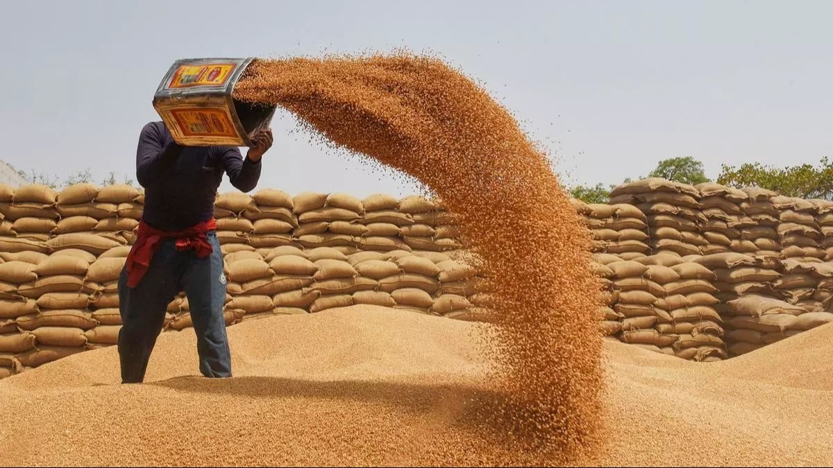 Wheat Procurement: एमएसपी पर गेहूं खरीद के रुख से उत्साह‍ित सरकार, इस साल बन सकता है र‍िकॉर्ड   