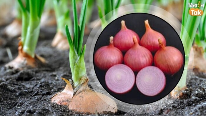 प्याज की सैट्स उपज विधि