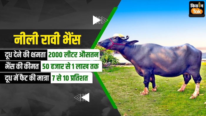 नीली रावी भैंस