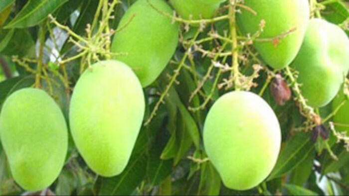 आम के बाग पर कीटों का हमला. (सांकेतिक फोटो)