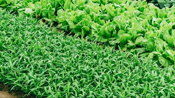 सत्या प्रबीन आज ओडिशा के कई किसानों के आदर्श बन गए हैं