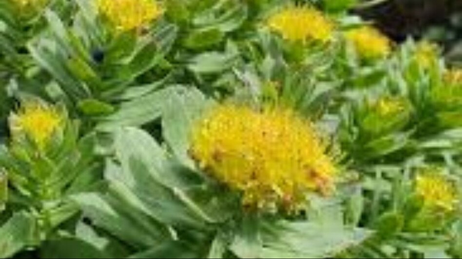 Sanjeevani Plant: संजीवनी बूटी जैसी खूबियों से लैस है लद्दाख का 'सोलो' पौधा, वैज्ञानिकों ने खोजे चमत्कारी गुण  Sanjeevani Plant: संजीवनी बूटी जैसी खूबियों से लैस है लद्दाख का 'सोलो' पौधा, वैज्ञानिकों ने खोजे चमत्कारी गुण