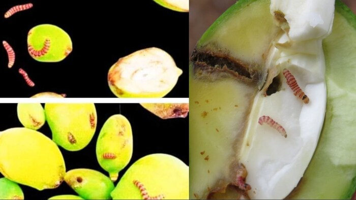 आम का रेड बैंडेड बोरर कीट