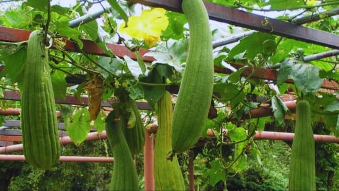 तोरई के बीज