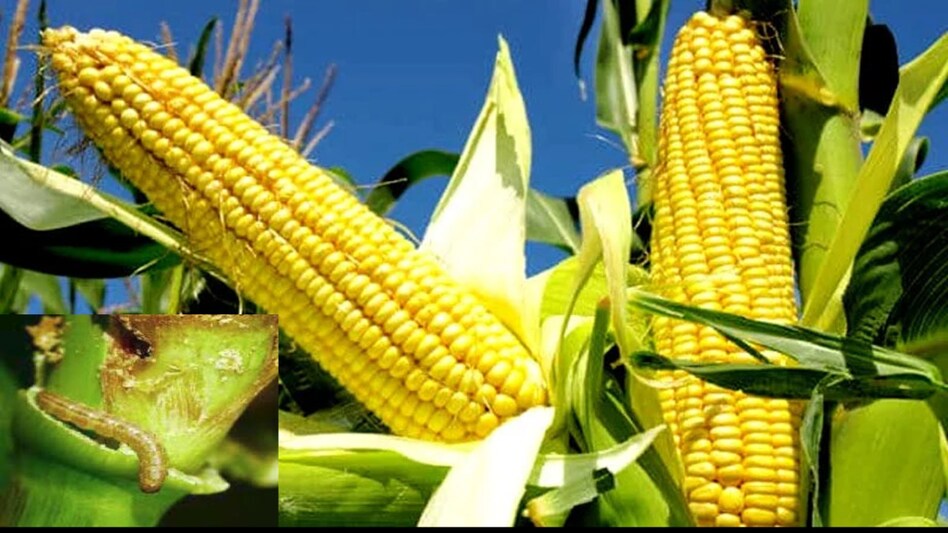 Maize Farming: मक्का की फसल में स्टेम बोरर कीट का हमला, 12 से ज्यादा गांवों के खेतों में फैला संक्रमण Maize Farming: मक्का की फसल में स्टेम बोरर कीट का हमला, 12 से ज्यादा गांवों के खेतों में फैला संक्रमण