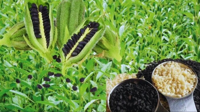 तिल की खेती