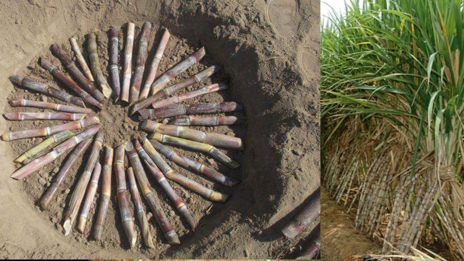Sugarcane Farming: गन्ने की खेती में पॉपुलर हो रही बुवाई की ट्रेंच विधि, लागत में कमी और उपज में बढ़त हुई Sugarcane Farming: गन्ने की खेती में पॉपुलर हो रही बुवाई की ट्रेंच विधि, लागत में कमी और उपज में बढ़त हुई