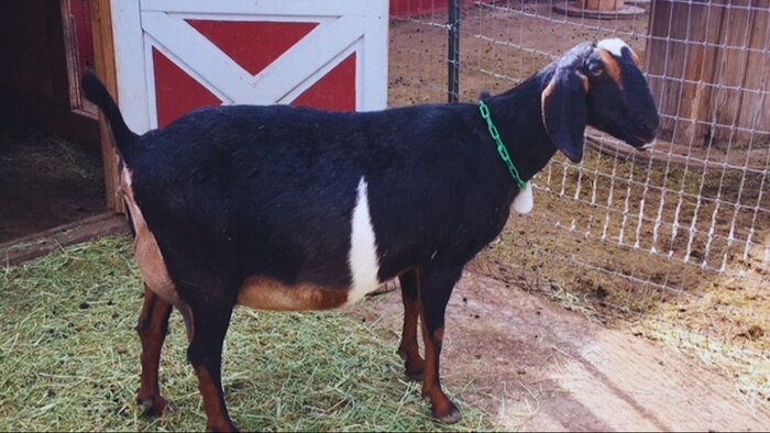 गर्भावस्था में बकरी का ऐसे करें देखभाल