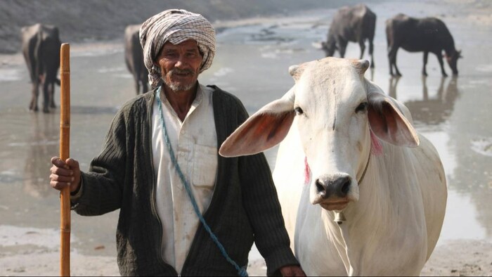 दूध देने वाले पशुओं के आहार का खास ध्यान रखना पड़ता है