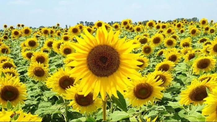 अंबाला में सूजमुखी के रकबे में बढ़ोतरी. (सांकेतिक फोटो)