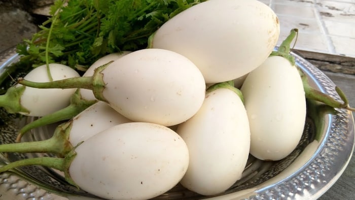 सफेद बैंगन की खेती (सांकेतिक तस्वीर)