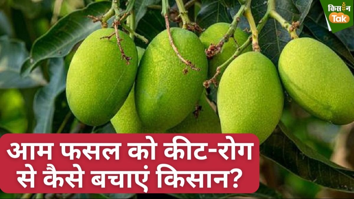 आम फसल में थ्रिप्स कीट और सेमीलूपर कीटों का प्रकोप बढ़ने का संकट है.