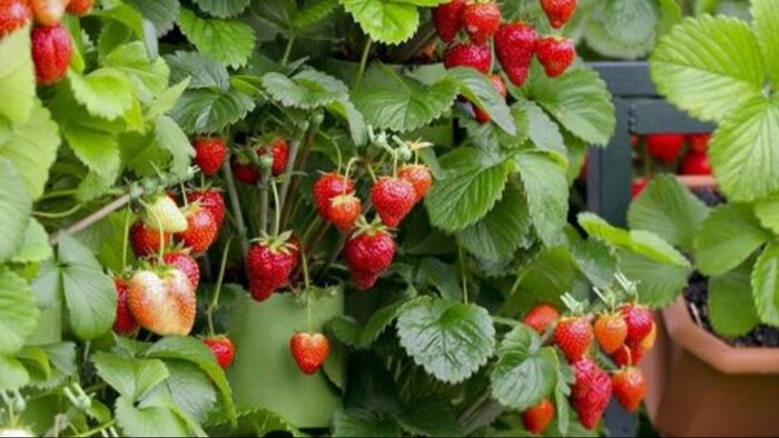 स्ट्रॉबेरी की कटाई के बाद कैसे करें देखभाल