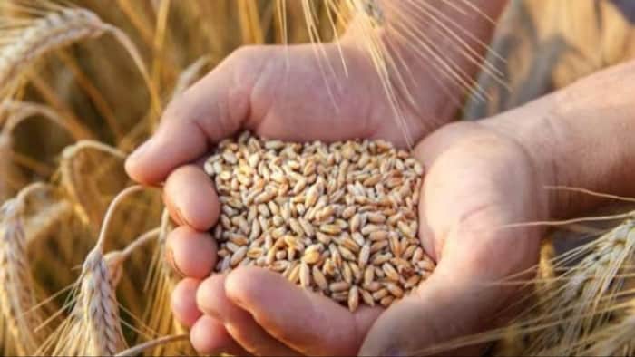 हरियाणा में बारिश से गेहूं की बहुत अधिक बर्बादी. (सांकेतिक फोटो)