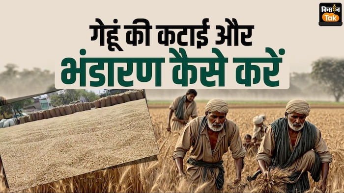 गेहूं की कटाई और मड़ाई में तकनीक का बढ़ता उपयोग