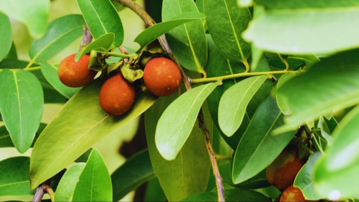 तेंदू फल