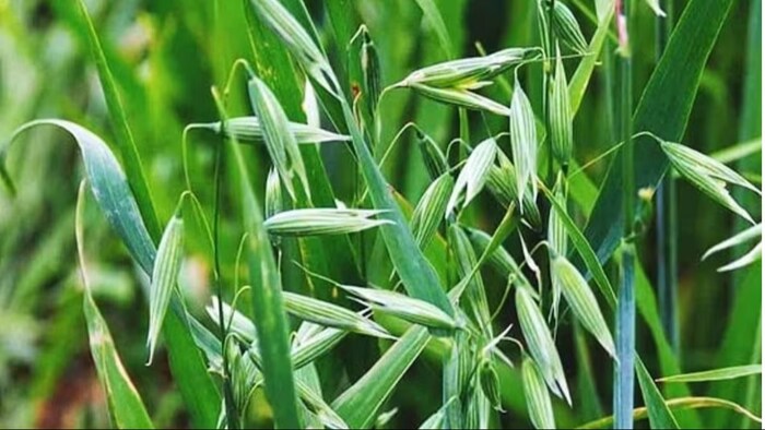 उत्तर पश्चिमी राज्यों के किसानों व पशुपालकों को जई की इस किस्म से बहुत लाभ होगा.