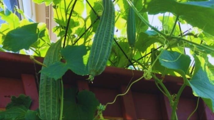 पूसा सुप्रिया