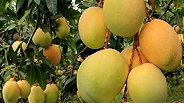 इस सीजन में 3 मिलियन अधिक उत्पादन के साथ करीब 24 मिलियन आम उत्पादन का अनुमान है.