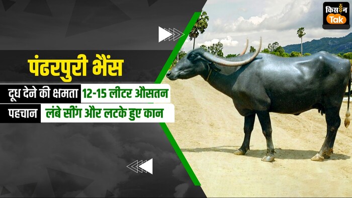 एक दिन में 15 लीटर दूध देती है ये भैंस