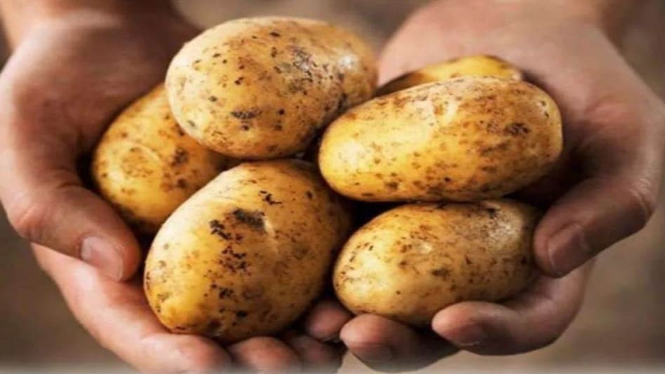 यूपी के इस सरकारी स्कूल की बंजर जमीन में शिक्षकों ने उगा दिया 12 क्विंटल आलू, किचन गार्डन से बच्चों को मिलती हैं पौष्टिक सब्जियां यूपी के इस सरकारी स्कूल की बंजर जमीन में शिक्षकों ने उगा दिया 12 क्विंटल आलू, किचन गार्डन से बच्चों को मिलती हैं पौष्टिक सब्जियां