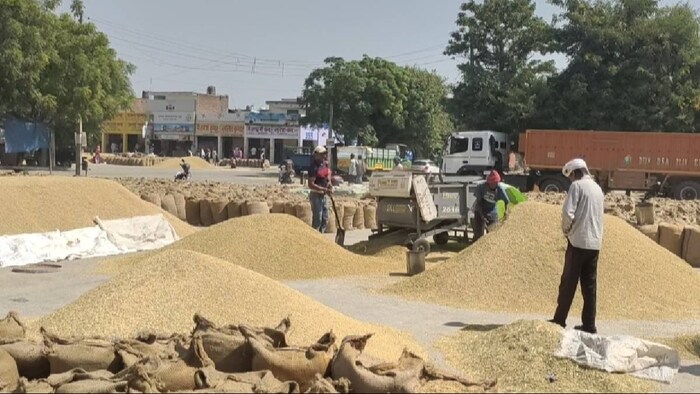 गेहूं का बंपर उत्पादन