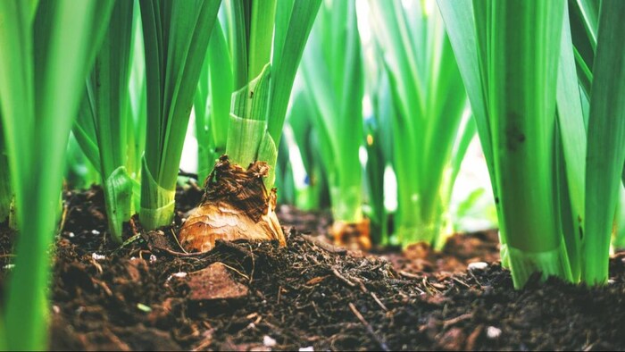 मिट्टी की सेहत जानने के काम आता है यह कार्ड