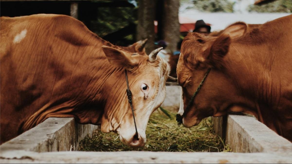 जानवरों के पेट में कीड़े पड़ना उनके लिए काफी खतरनाक हो सकता है.  