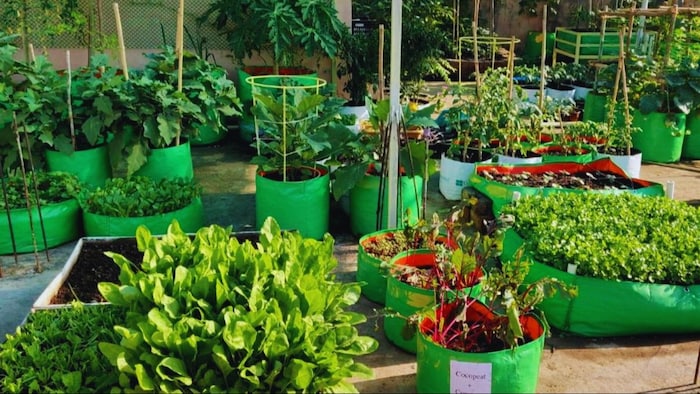 छत पर उगाएं सब्जी