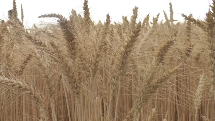 गेहूं की नई किस्म