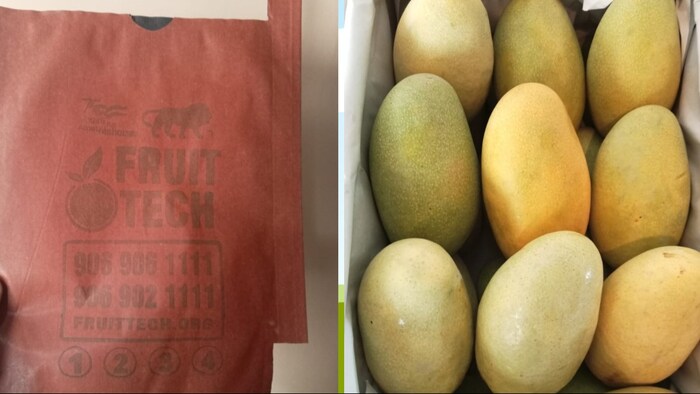 आम का छप्पर फाड़ होगा उत्पादन (Photo- Kisan Tak)