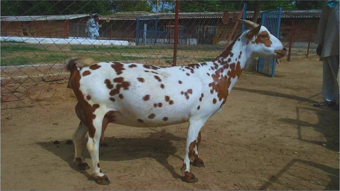 गाभिन बकरी का रखरखाव