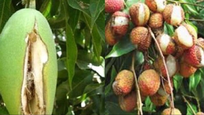 आम और लीची के फलों का फटने का खतरा
