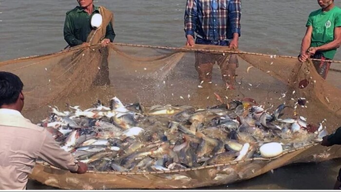 मछली पालन