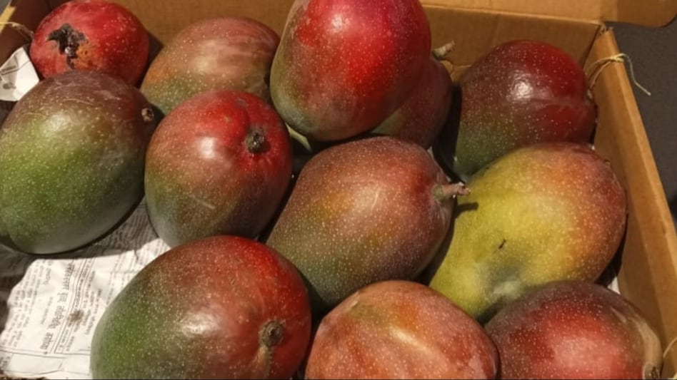 Mango: लखनऊ में इस साल 'दशहरी आम' को टक्कर देगी नई वैरायटी, किसानों को होगा बंपर मुनाफा Mango: लखनऊ में इस साल 'दशहरी आम' को टक्कर देगी नई वैरायटी, किसानों को होगा बंपर मुनाफा