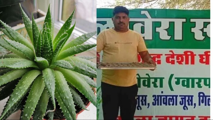 अजय स्वामी को एलोवेरा की खेती करते-करते 12 साल हो गए हैं