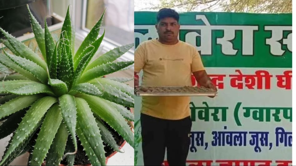 अखबार ने बदल दी अजय स्वामी की जिंदगी! पहले चाय बेचते थे, अब खेती में करते हैं बड़ा कारोबार  अखबार ने बदल दी अजय स्वामी की जिंदगी! पहले चाय बेचते थे, अब खेती में करते हैं बड़ा कारोबार